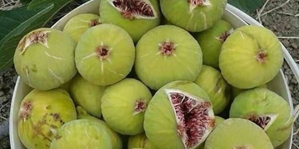 تصویر 1 از قیمت انجیر پرک استهبان + پخش تولیدی عمده کارخانه